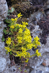 Biting stonecrop, (Sedum acre).