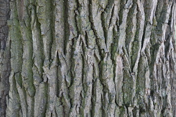 background of bark of old oak