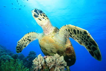 Hawksbill Turtle and Coral Reef