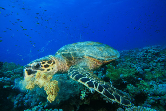 Hawksbill Turtle eating coral