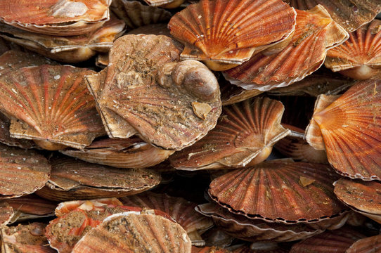 Coquilles Saint-Jacques sur l'&eacute;talage de la poisonnerie au march