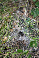 Fototapeta premium Spinne