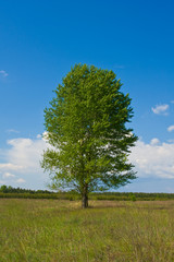 Fototapeta na wymiar Tree in steppe