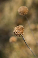 Wild Bergamot (Monarda fistulosa)