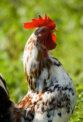 Cock on nature background