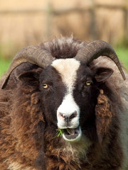 Jacobs Sheep