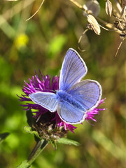 male common blue butterfly