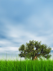 Fototapeta premium 3d green grass over a blue sky with old baobab tree