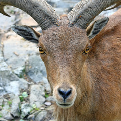 Arui - Ammotragus lervia