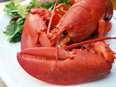 lobster meal 6