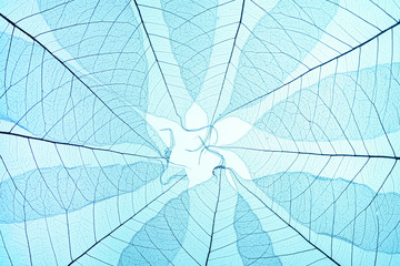 Blue skeleton leaves