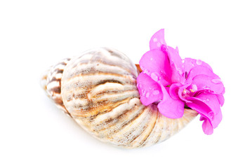 Sea shell with a flower inside