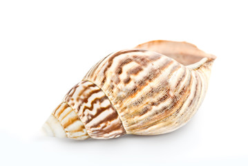 Sea shell