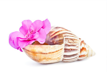 Sea shell with a flower inside