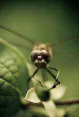 dragonfly on stem