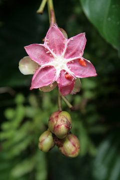 Pink flower (Dillenia suffruticosa)