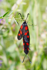 Two burnet butterflies