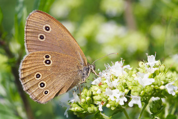 Naklejka premium Common ringlet butterfly (Aphantopus hyperantus)