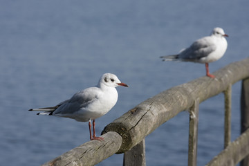 möwen sitzen am zaun