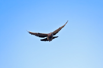 The flying pigeon