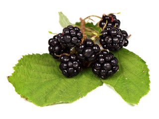 Blackberries on white background