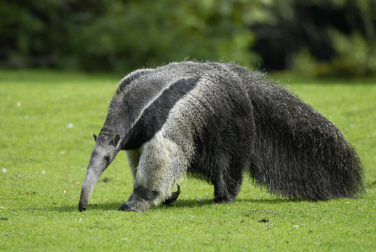Ameisenb&auml;r