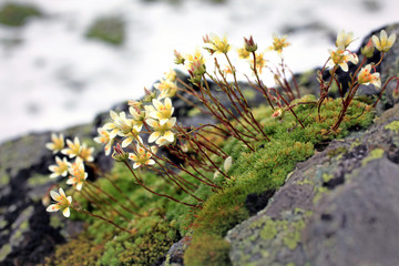 saxifrage - Moos-Steinbrech