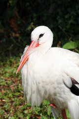 black and white stork