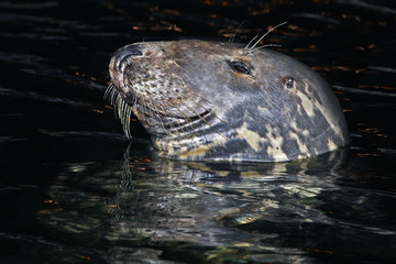 Foca (muso o testa laterale di notte) © Nicolò Caneparo