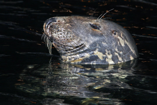 Foca (muso o testa laterale di notte)