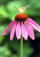 ecchinacea