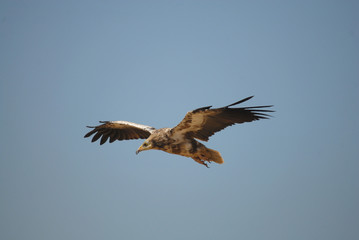 alimoche en vuelo