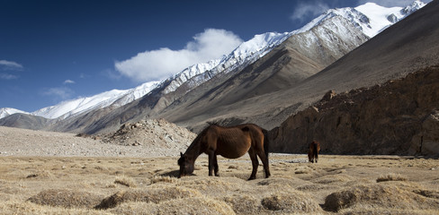 wildpferde in ladakh