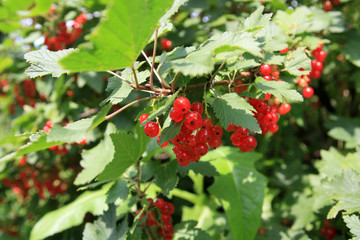 red currants bush, Ribes