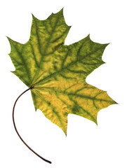 maple autumn leaf