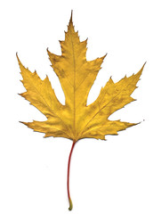 maple autumn leaf