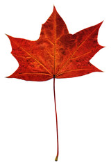 maple autumn leaf