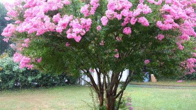 grand lagerstroemia sous la pluie