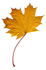 Fototapeta premium maple autumn leaf