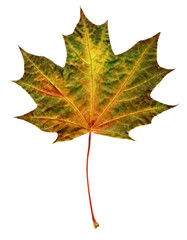maple autumn leaf