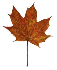 maple autumn leaf