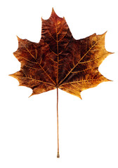 maple autumn leaf
