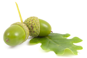 Acorn  on isolated