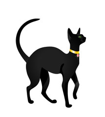 Beautiful black cat on a white background