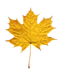 maple autumn leaf
