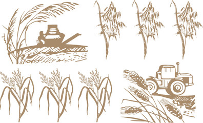 wheats and oats composition