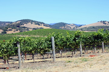 Fototapeta na wymiar paysage de vignobles en Californie
