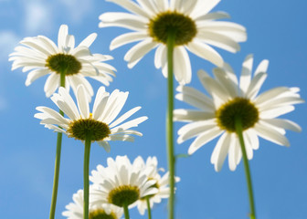White daisies on blue sky background.