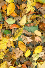 Autumn leaves background