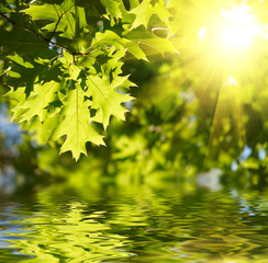 Green maple leaves reflecting in the water.